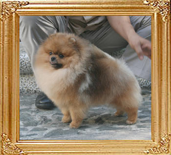 Canton_Bravo_Royale_1yr_8mon_4.62lbs_3089.jpg