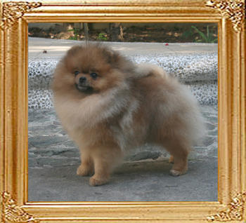 Canton_Bravo_Royale_4.18lbs_1yr_2mo_6259.jpg