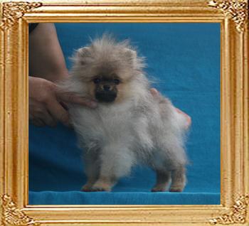 Canton_Bravo_Royale__2.09lbs_4mo_P6-6_6679.jpg