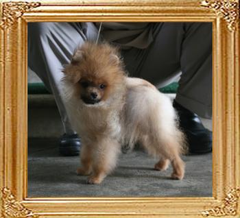 Canton_Bravo_Special_2.2lbs_5mo_P6-6_3307.jpg