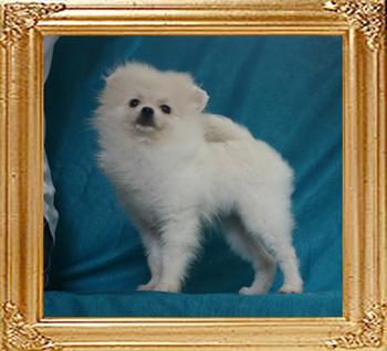 Canton_Brazen_Babette_2.8lbs_4mo_49586.jpg