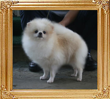 Canton_Brazen_Babette_5.5lbs_2yr_3mo_4914.jpg