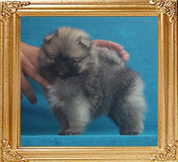 Canton_Brillant_Kabuki_1.54lbs_1mo_3wk_P6-6_7125.jpg
