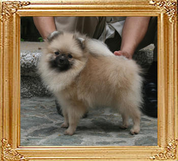 Canton_Brillant_Kabuki_3.52lbs_8mo_7603.jpg