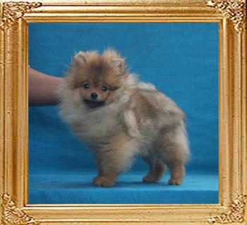 Canton_Candace_Copper_2.2lbs_at_4mo_2wk_7474.jpg