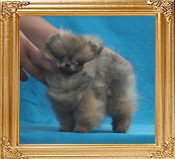 Canton_Cinderwella_3mo_P_6-6_1.1lbs_5231.jpg