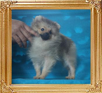 Canton_Copper_Brite_3mo_3wk_2.64lbs_P6-6_8605.jpg