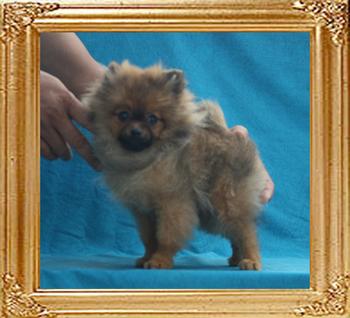 2.8lbs at 4months 3weeks Canton_Copper_Cooper_2.8lbs_at_4mo_3wk_P6-6__5851.jpg