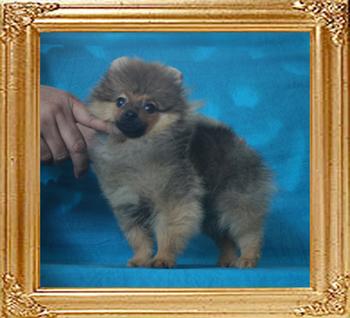 1.98lbs at 3months 3weeks Canton_Copper_Star_3mo_3wk_1.98lbs_P6-6_8555.jpg