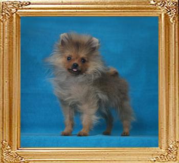 Canton_Cross_Genes_3mo_3wk_1.8lbs_P6-6_9100.jpg