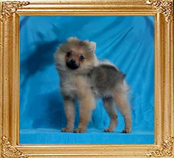 Canton_Daddy_Long_Legs_3lbs_3mo_1wk.jpg