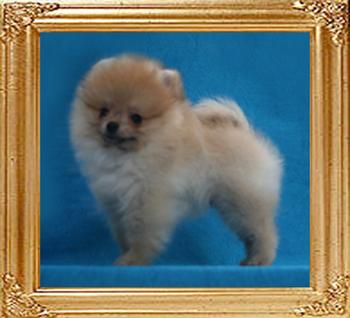 Canton_Dangerous_Liason_1.1lbs_2mo_1wk_47060.jpg