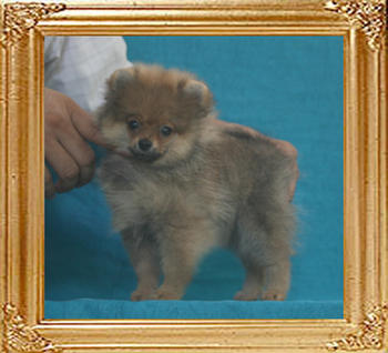 Canton_Dazzling_Beauty_1.65lbs_P6-6_2mo_2wk_5975.jpg