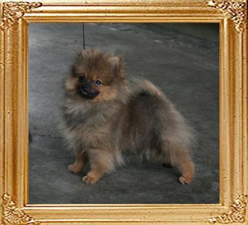 Canton_Dazzling_Flame_3mon_3wk_2.75lbs_1873.jpg