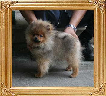 2.75lbs at 3months 3weeks Canton_Dazzling_Sun_3mo_3wk_2.75lbs_1931.jpg