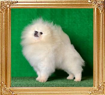 Canton_Diamond_Chip_2_yrs_10mos.jpg