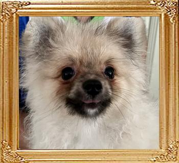 Canton_Diamond_Fox_5699.jpg