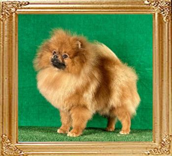 Canton_Dragon_Beauty_10mos_3701.jpg