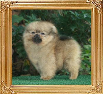 Canton_Dream_Daisy_F_2mo_1wk.jpg