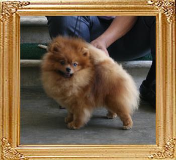 Canton_Dream_Dancer_2.3lbs_5092.jpg