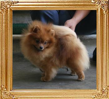 Canton_Dream_Dancer_2.3lbs_5108.jpg