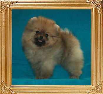 1.4lbs at 2months 3weeks Canton_Dream_Dancer__2mo_3wk_1.4lbs_47386.jpg
