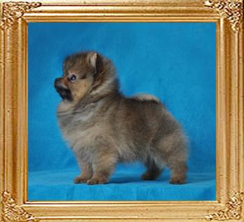 Canton_Dream_Debutante_2_mos_.75_lb_2011-10-05.jpg