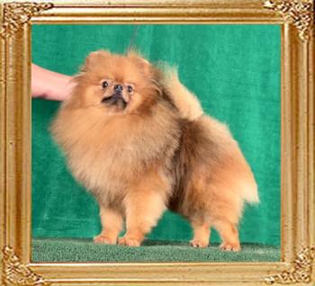 Canton_Dream_Master_1_yr_8_mos_9872.jpg