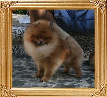 Canton_Dreamin_of_Rose_1yr_8mo_2.2lbs_4996.jpg