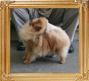 Canton_Dreamin_of_Rose_4.6lbs_1yr_9mo_47618_final.jpg