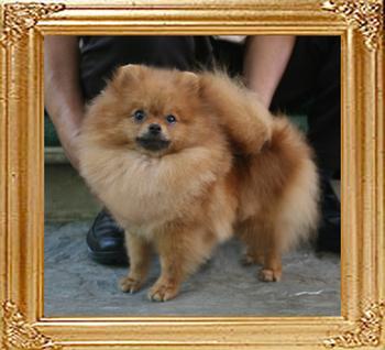 Canton_Dreaming_Rita_1yr_6mo_2.1lbs_5846.jpg