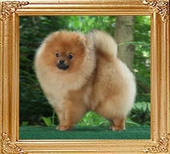 4.5lbs at 9months Canton_Dreams_N_Visions_9mo_4.5lbs_47014.jpg
