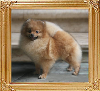 Canton_Duches_Letticia_1yr_4mo_5.94lbs_3919_Extendtop.jpg