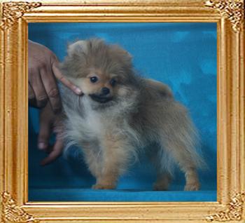 2.2lbs at 3months 2weeks Canton_Duchess_Of_3mo_2wk_2.2lbs_P6-6_8530.jpg