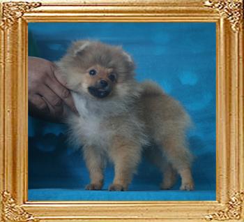 Canton_Duchess_Of_LI_3mo_2wk_3.3lbs_P6-6_8544.jpg