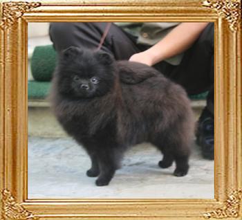 Canton_Duke_of_Devonshire_4.4lbs_9mo_4995.jpg