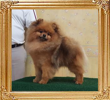 Canton_Duke_of_Windsor20180818.jpg
