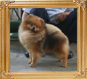 Canton_Duke_of_Windsor_5.3lbs_1yr_6mo_4708.jpg