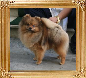 Canton_Duke_of_Windsor_9mo_5lbs_4488.jpg