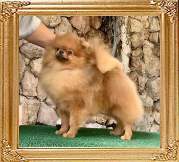 Canton_Excellent_Star__12mos__8537.jpg