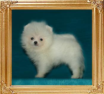 1.5lbs at 1months 3weeks Canton_Fair_Dynasty_1.5lbs_1mo_3wk_49628.jpg