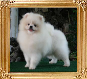 Canton_Fair_Invader_4lbs_6mo_46076.jpg