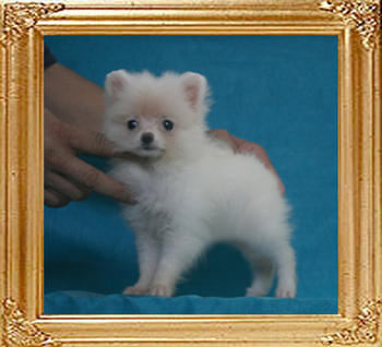 Canton_Fair_Maid_P6-5_1.54lbs_2mo_3wk_2793.jpg