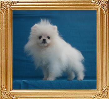 2lbs at 4months Canton_Fascinating_Jane_2lbs_at_4mo_6-4_1276.jpg