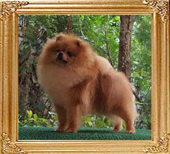 Canton_Fearless_Hercules_14mos.JPG