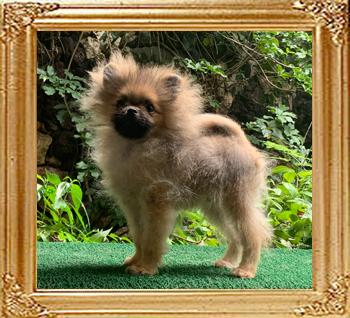 Canton_Fearless_Rajah_4mos_3weks_2263.jpg