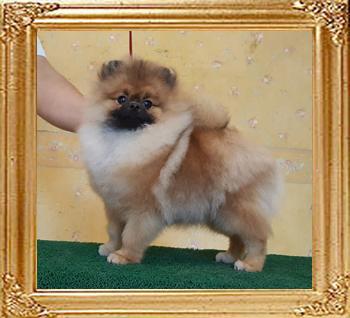 Canton_Fearless_Selene_7mos_2wek.jpg