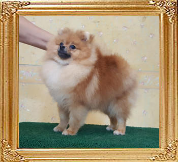 Canton_Fearless_Stellar_7mos_2wks.jpg