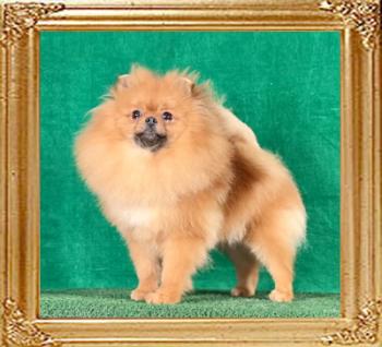 Canton_Fearless_Zsa_Zsa_1_yr_4624.jpg
