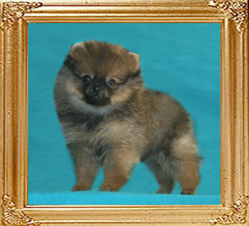 1.4lbs at 2months Canton_Flamboyant_Star_2mo_1.4lbs__47390.jpg